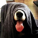 Si vous avez des animaux, cachez autant que possible leur présence